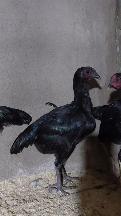 Две Куры дакан на продаже