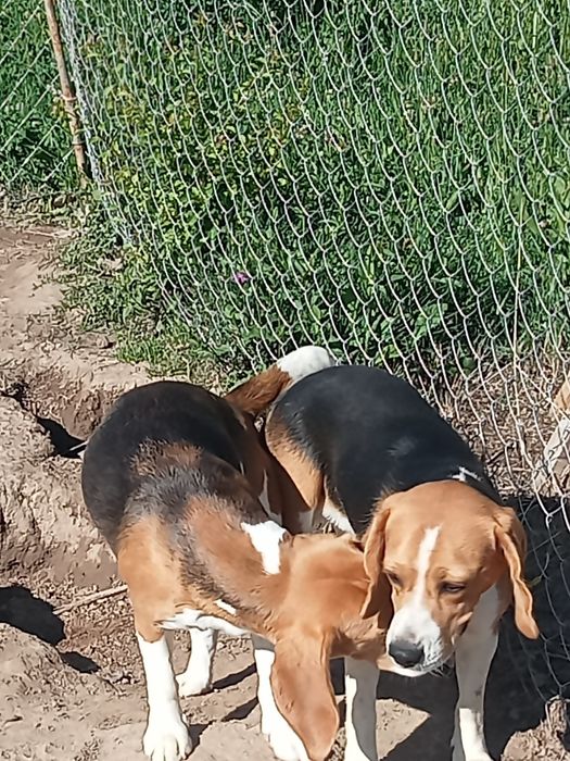 De vânzare miei de rasa