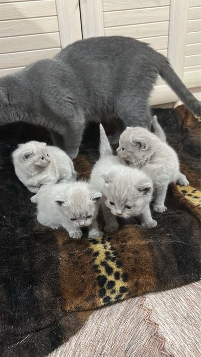 Британские вислоухие котята