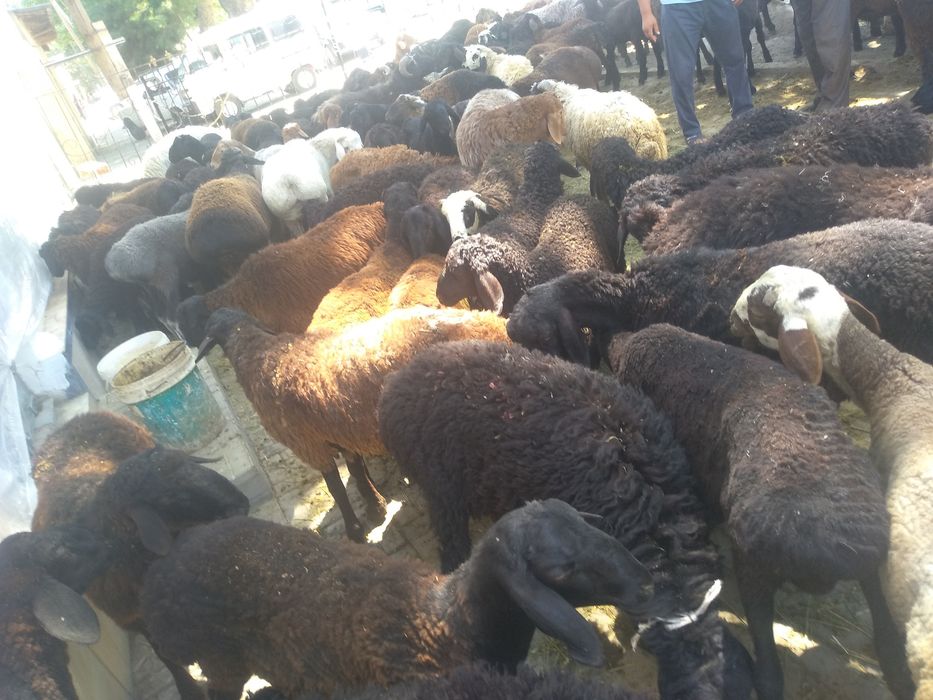 Qurbonlik uchun katta kichik quchqorlar