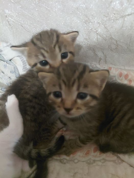 Отдам котят даром