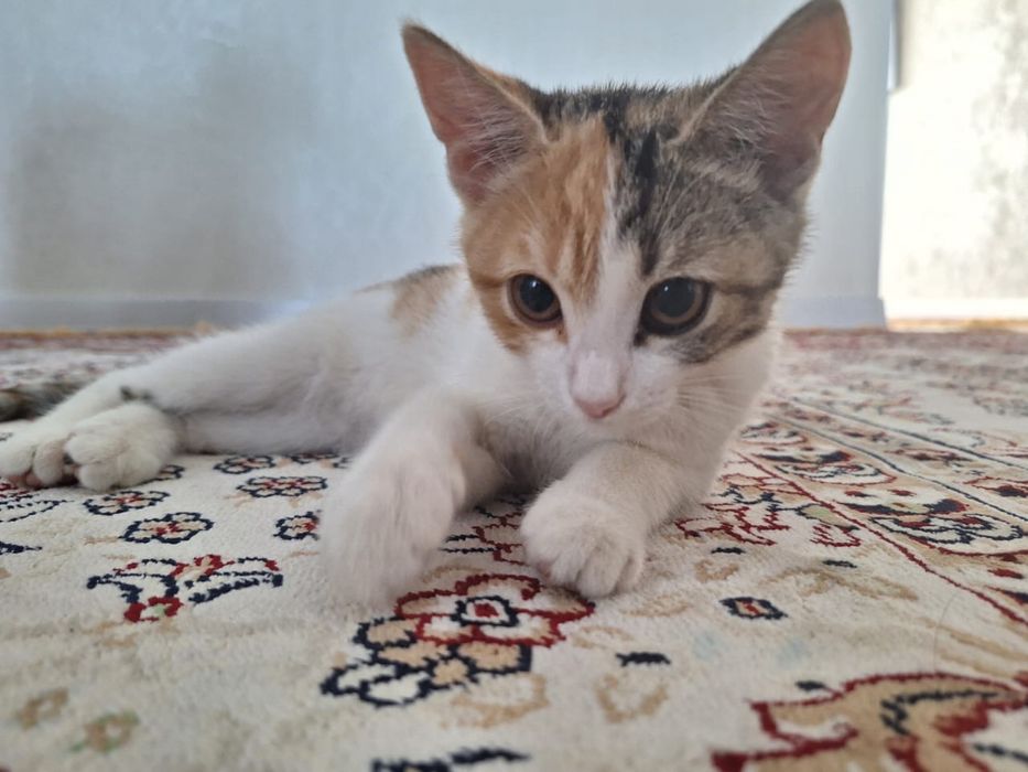 Потерялась кошечка