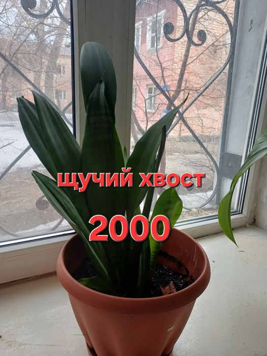 Комнатные растения цветы