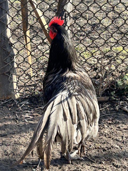 Vand cocoș austalorup