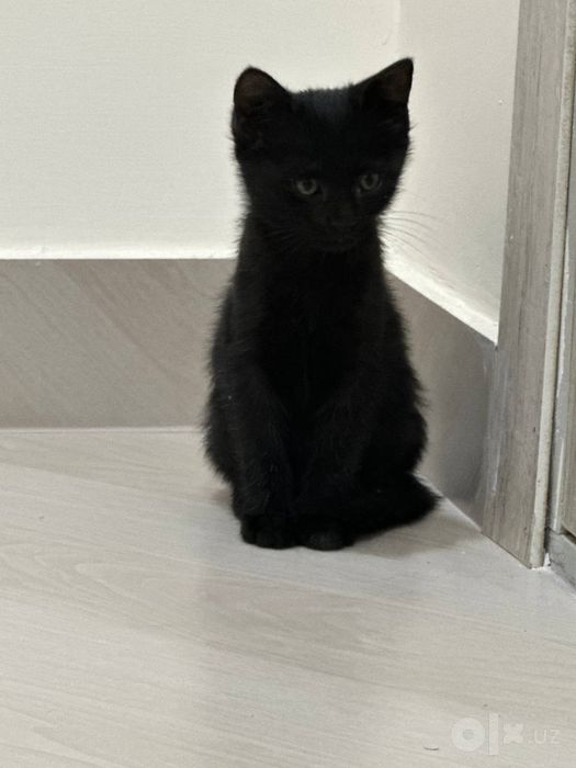 Отдаю котят в добрые руки