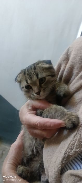 Отдадим котенка бесплатно