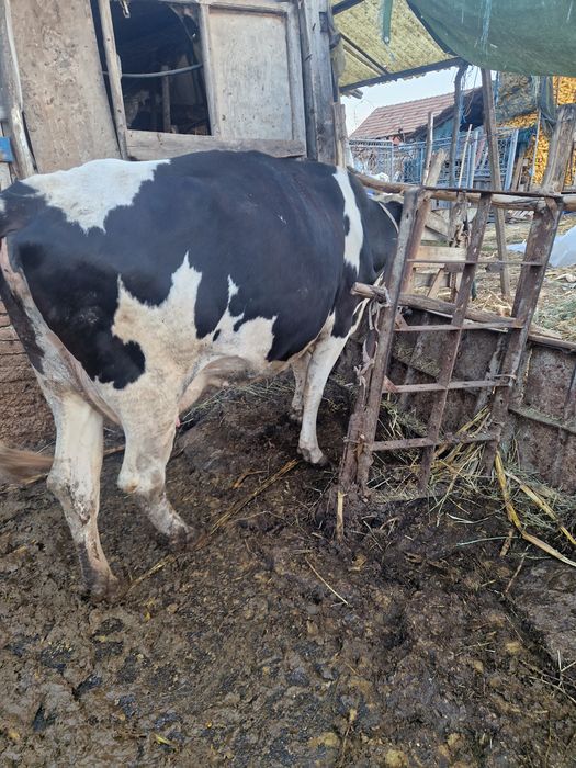 Vaca de vanzaree
