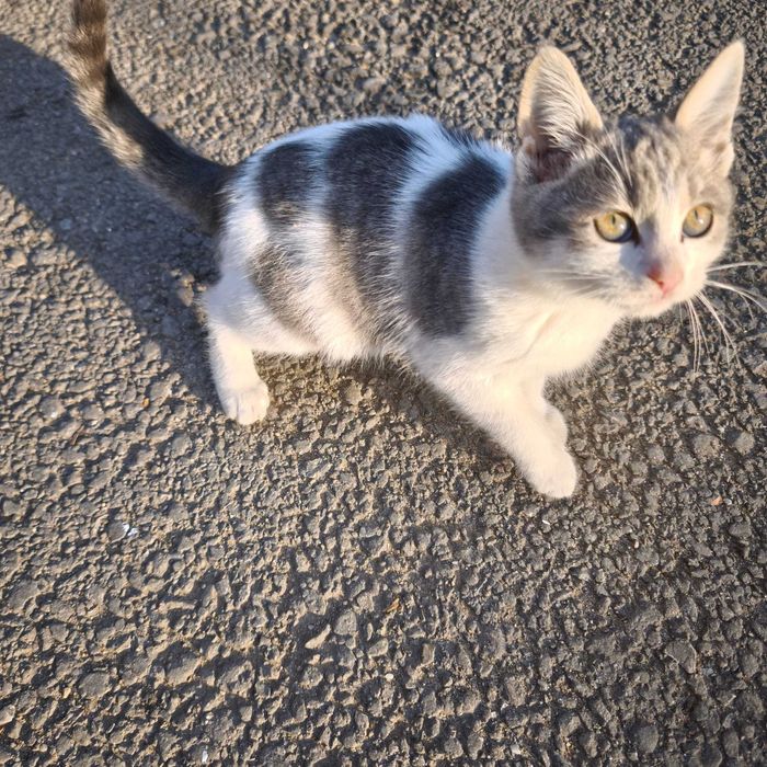 Puiuți de pisică își caută o familie de sărbători