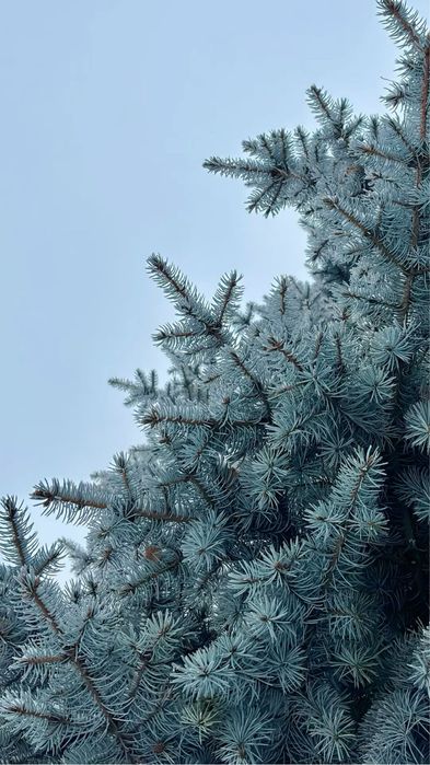 Ель голубая с доставкой