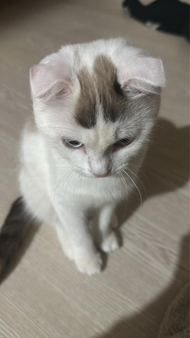 Продаётся шотландская кошка