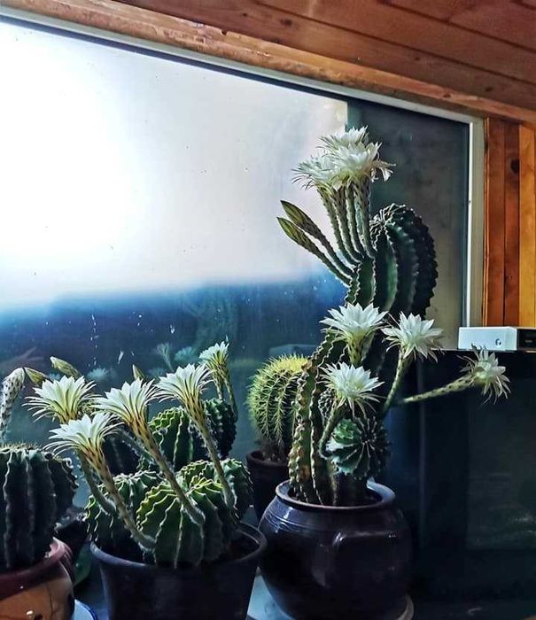 Бял, розов и жълт цъфтящ кактус Ехинопсис (Echinopsis eyriesii)