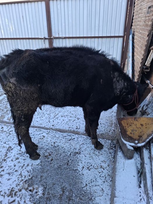 Срочно еки бас бузаулы кашар сатылады