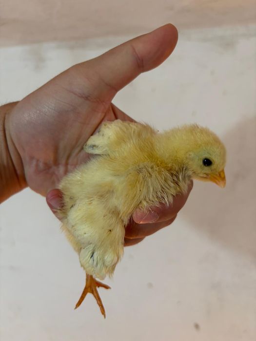 Pui sussex hd si jersey gigant