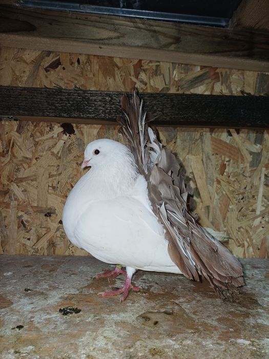 Porumbei de vanzare!