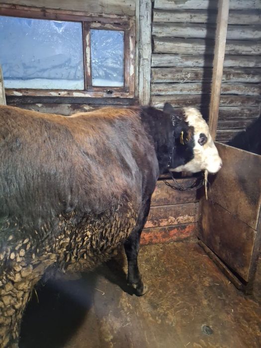 Продам быком с откорма