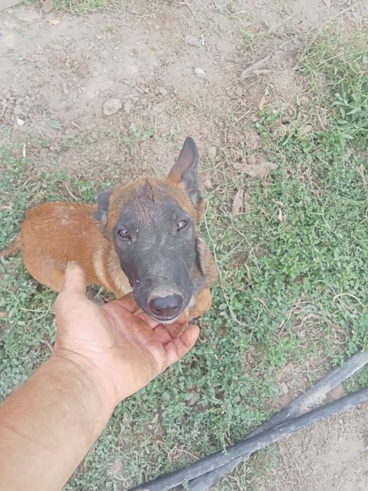 Продам щенка бельгиской овчарки!