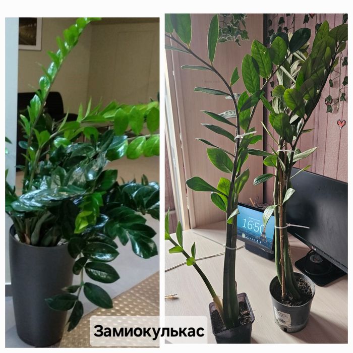 Комнатные цветы.Долларовое дерево.