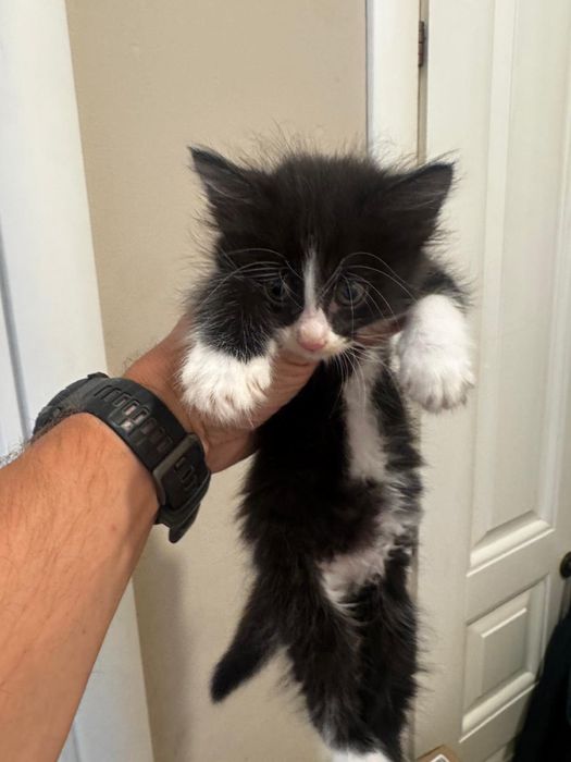 Pisicute de adoptie