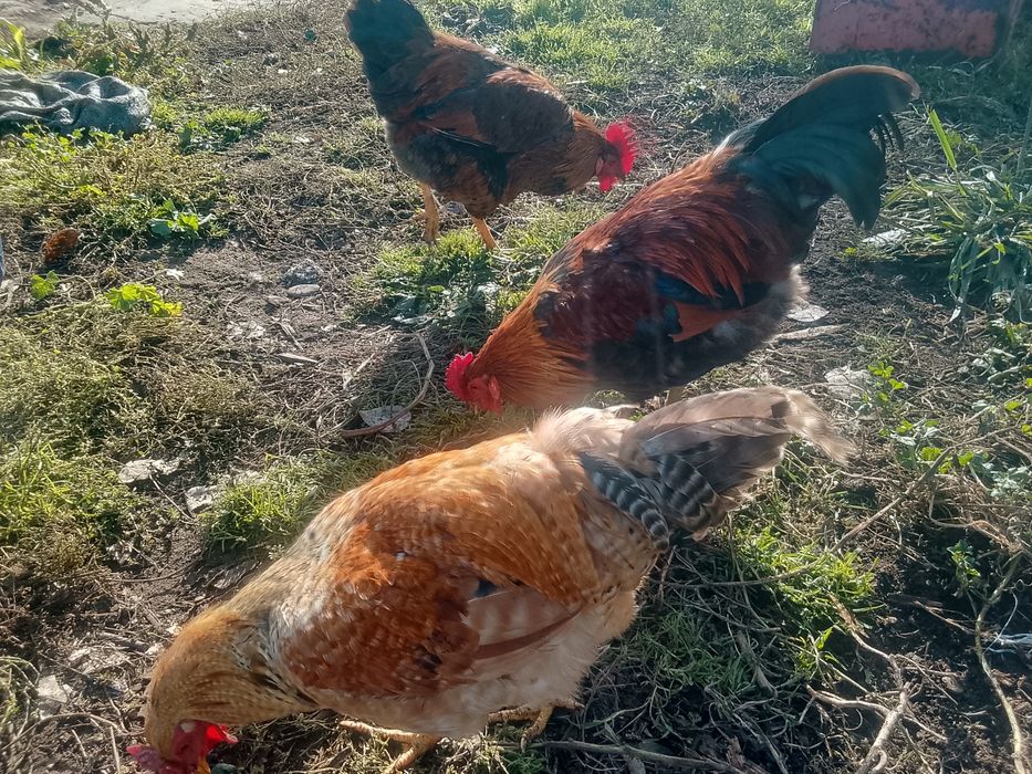 Продам домашних петушков