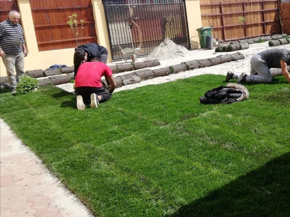 Ferma de Gazon rulou 24 de lei m2 transport și montaj inclus în preț.