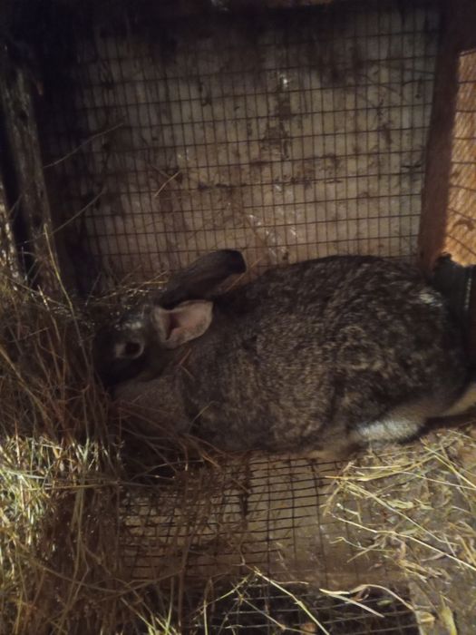 Продаются кролики