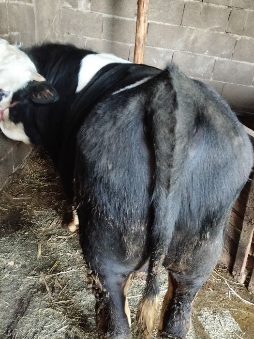 Vând taur bălțat german