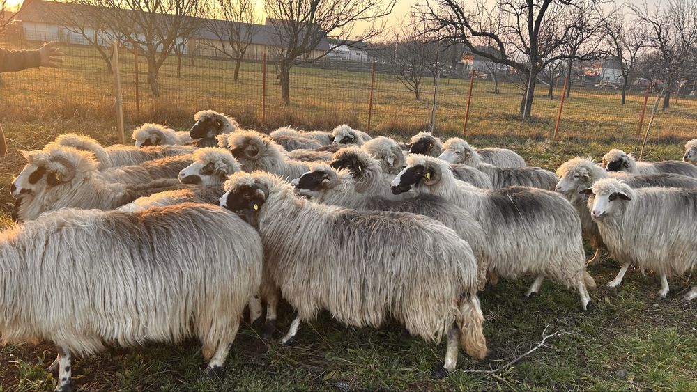 Vand oi bune de tinut,