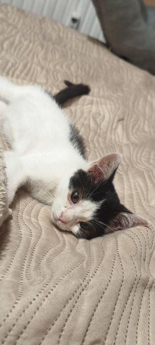 Подарява се уникално женско котенце
