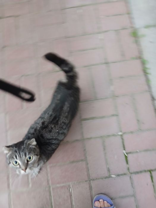Отдам бесплатно кота