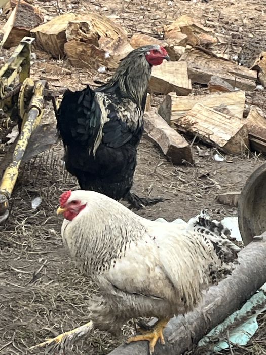 Cocosi de rasa crescuti bio