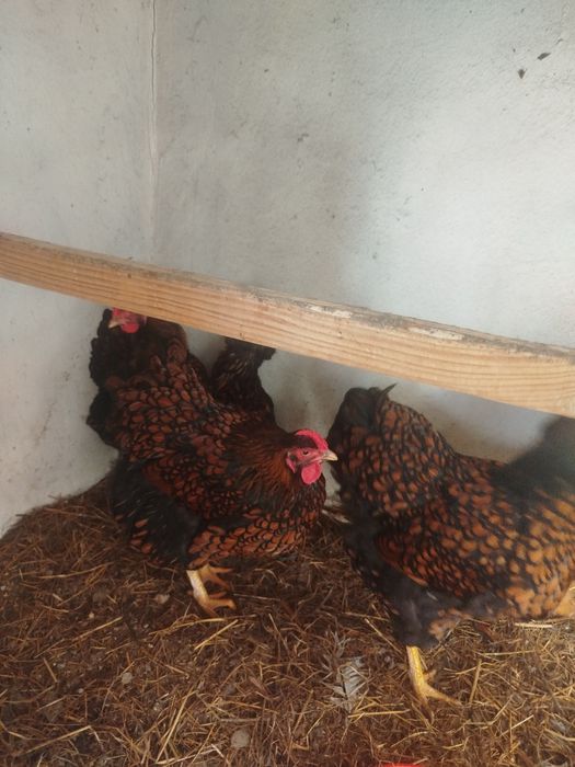 Vând ouă proaspete de incubat din găini de rasă viantote auriu și argi