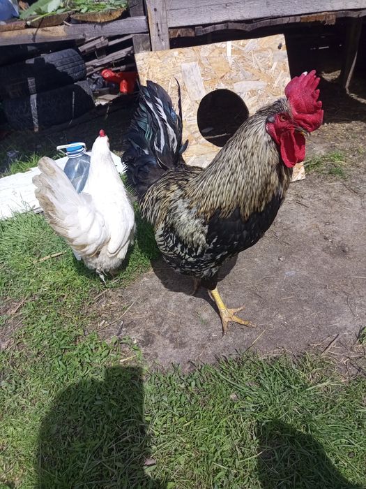 Продам петуха 3 года