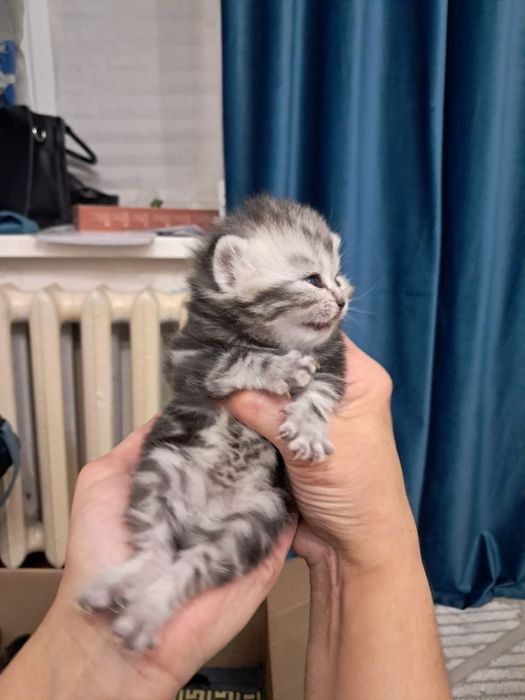 Продам котёнка шотландский