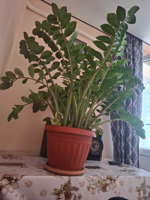 Продам Замиокулькос