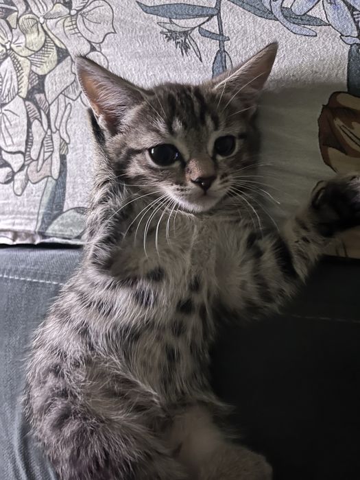отдам котенка в добрые руки