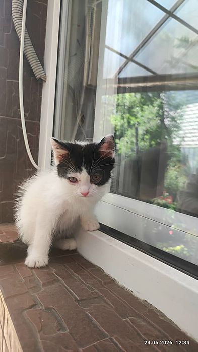 Котята в ответственные руки!