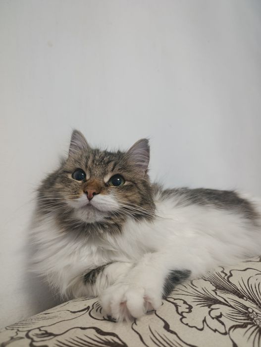 Отдам в добрые руки очаровательную кошечку