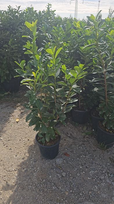 Photinia red robin- Prunus laucerasus- Leylandi