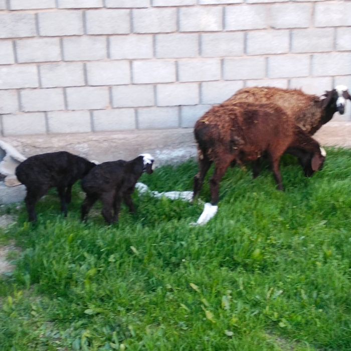 Қошқар, Қойлар бар қозысымен