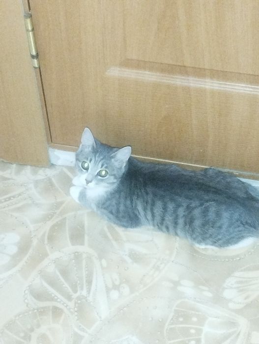 Отдам котенка в добрые руки