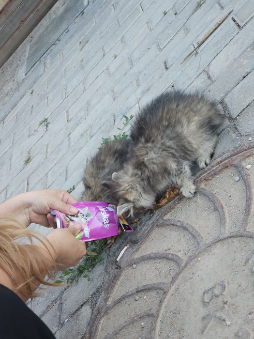 Нашли троих котят.