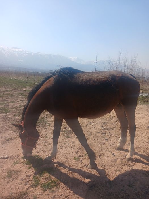 Продам кобылу орловский