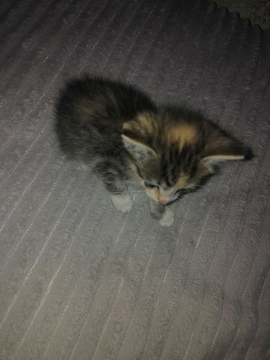 Отдам котят в добрые руки..