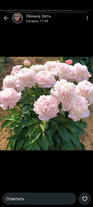 Продам цветы уличные