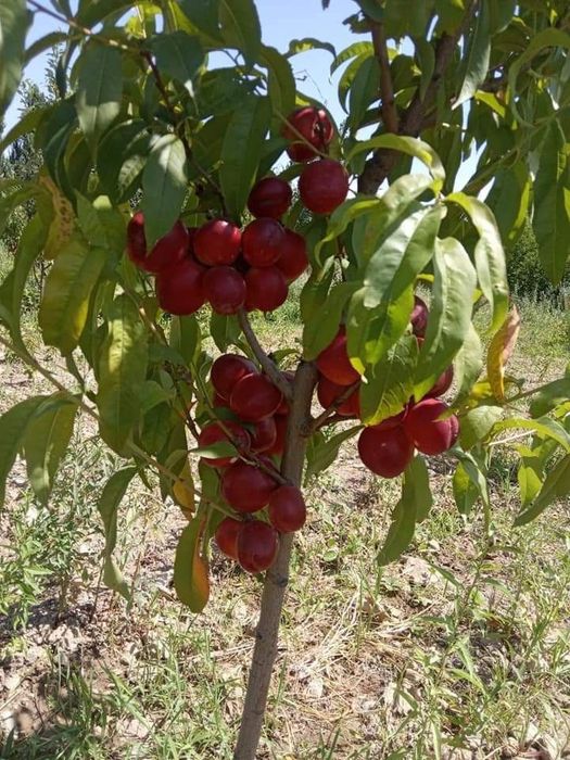 ШОФТОЛИ КУЧАТЛАРИНИ 12 хил сорти бор сортига падвойига кафолат берамиз