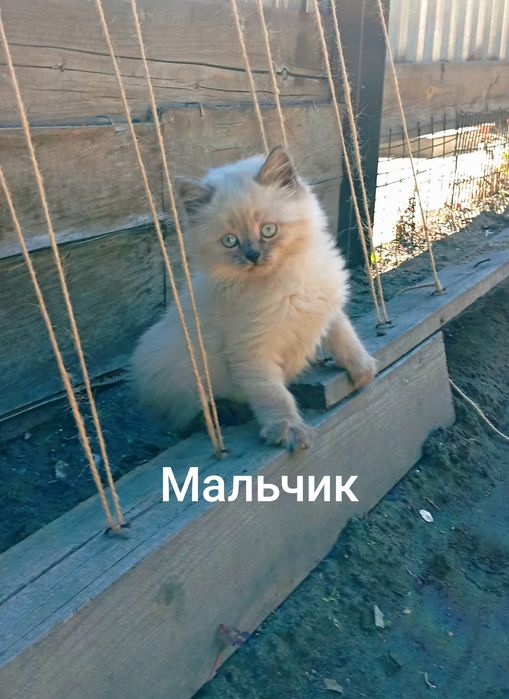 Котята от кошки-мышеловки