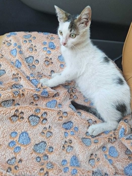 Подарявам мъжко котенце