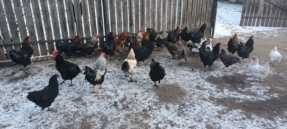 Cocosi tineri 7 luni