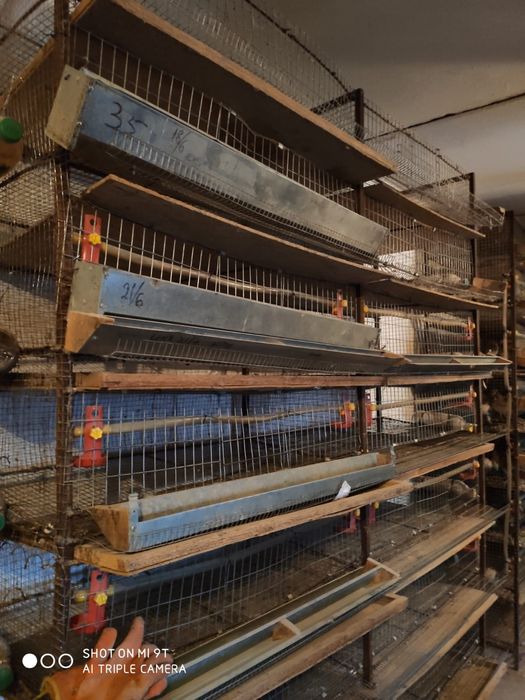 Клетки для перепелов