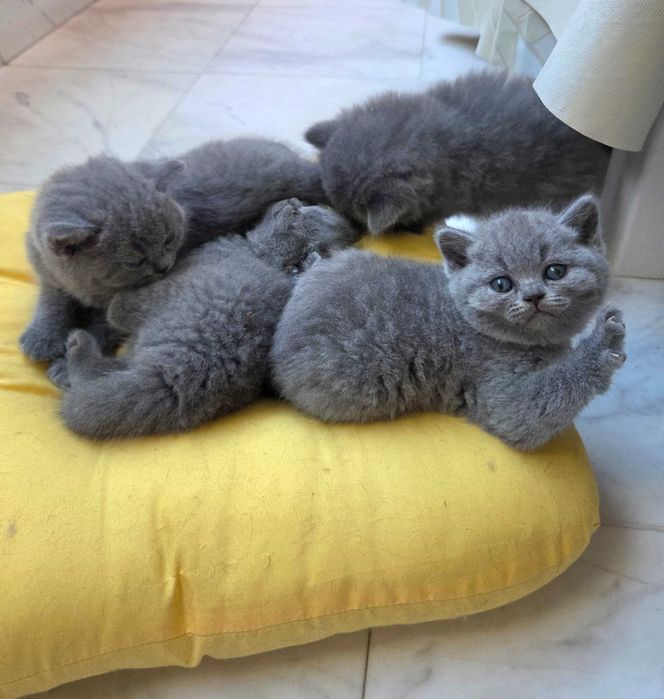 Продавам британски котета